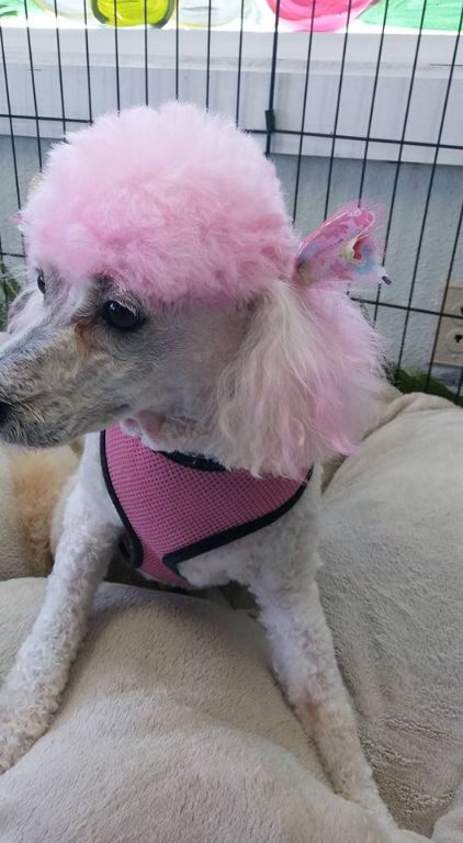 Gallery Image : PINK POODLE.